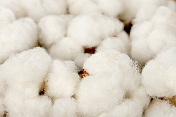 Cotton fibers