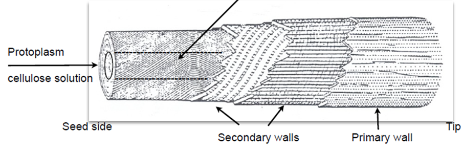 Cotton fiber structure